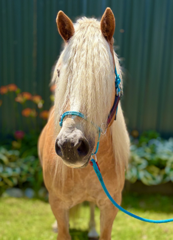 HorseID: 2315903 Mountain Top Lance BOV - PhotoID: 1102179