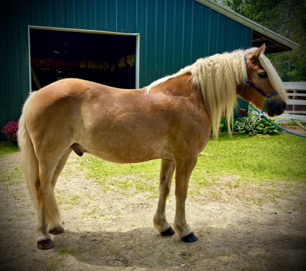 HorseID: 2315903 Mountain Top Lance BOV - PhotoID: 1102180