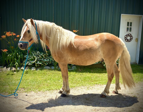 HorseID: 2315903 Mountain Top Lance BOV - PhotoID: 1102181
