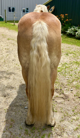 HorseID: 2315903 Mountain Top Lance BOV - PhotoID: 1102182