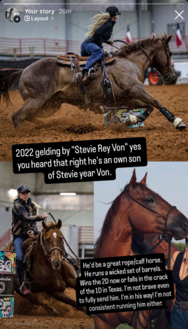 HorseID: 2315906 Stevie - PhotoID: 1102183