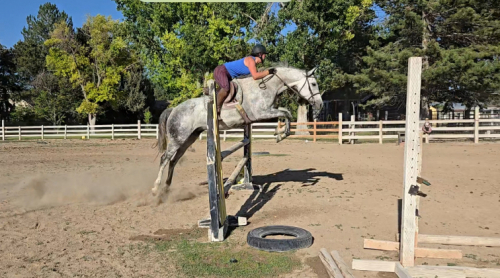 HorseID: 2315908 Gracie - PhotoID: 1102185