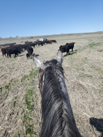 HorseID: 2315908 Gracie - PhotoID: 1102187