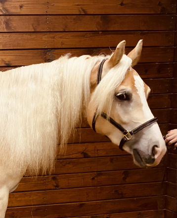 HorseID: 2315909 A Hard Habit to Break YES - PhotoID: 1102189