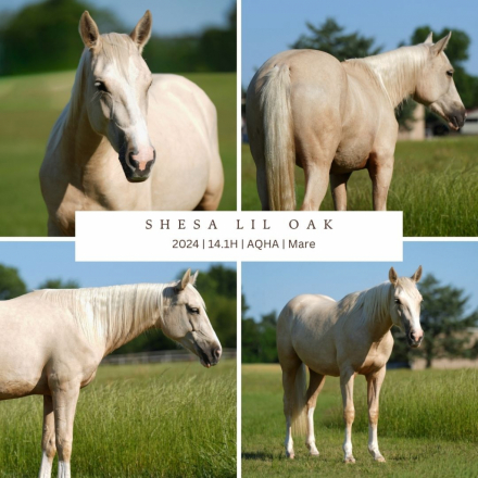 HorseID: 2315910 𝐒𝐡𝐞𝐬𝐚 𝐋𝐢𝐥 𝐎𝐚𝐤 - PhotoID: 1102192