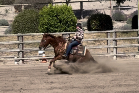 HorseID: 2315913 Frankly My Favorite - PhotoID: 1102194
