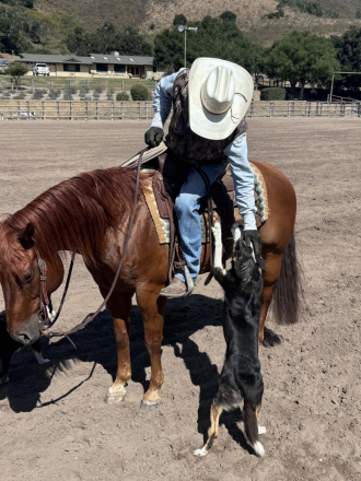 HorseID: 2315913 Frankly My Favorite - PhotoID: 1102195