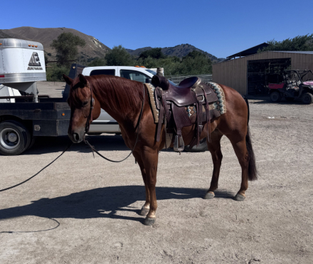 HorseID: 2315913 Frankly My Favorite - PhotoID: 1102196