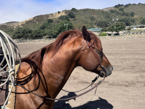 HorseID: 2315913 Frankly My Favorite - PhotoID: 1102197