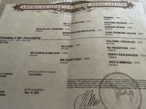 HorseID: 2315913 Frankly My Favorite - PhotoID: 1102198