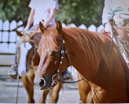HorseID: 2315913 Frankly My Favorite - PhotoID: 1102199