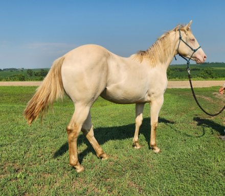 HorseID: 2315914 Sheena Shiner Dun It - PhotoID: 1102204