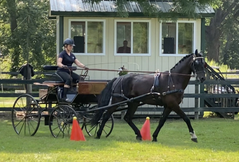 HorseID: 2315916 Powerstroke - PhotoID: 1102474