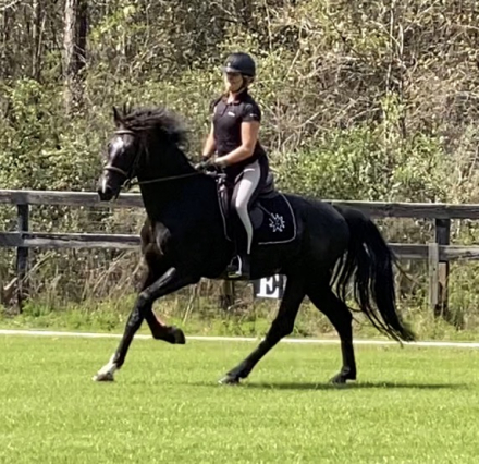 HorseID: 2315916 Powerstroke - PhotoID: 1102475