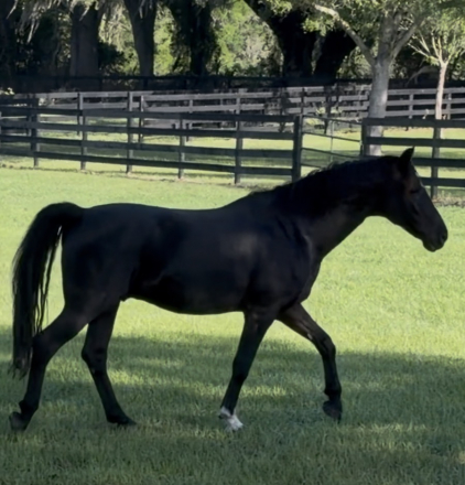 HorseID: 2315916 Powerstroke - PhotoID: 1102477