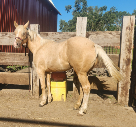HorseID: 2315918 Sheba Shiner Dun It - PhotoID: 1102207