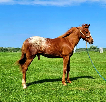 HorseID: 2315920 AKA Suns Out Guns Out - PhotoID: 1102208