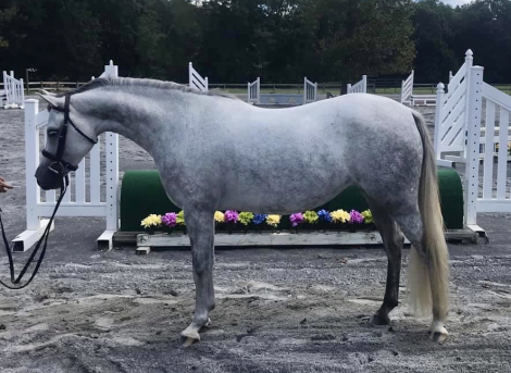 HorseID: 2315926 Lapinwood Playbook - PhotoID: 1102211