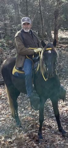 HorseID: 2315928 Choctaw - PhotoID: 1102212