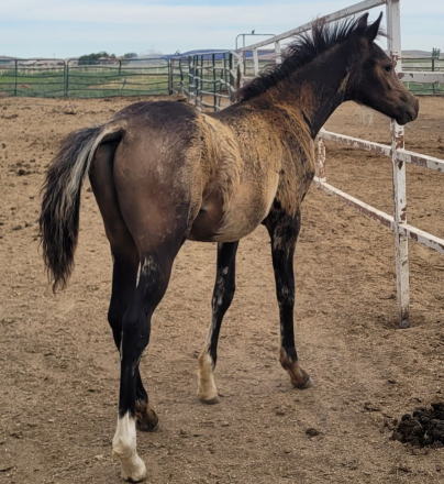 HorseID: 2315929 Bullseye - PhotoID: 1102213