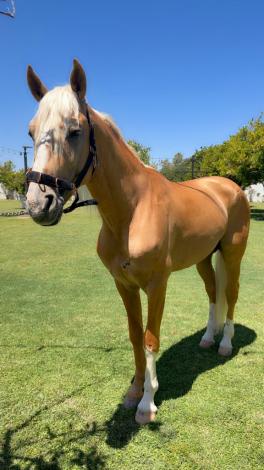 HorseID: 2315930 SPIRIT - PhotoID: 1102534