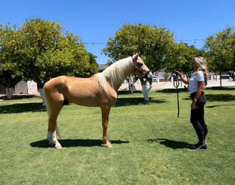 HorseID: 2315930 SPIRIT - PhotoID: 1102535