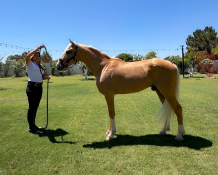 HorseID: 2315930 SPIRIT - PhotoID: 1102536