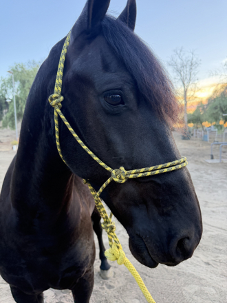 HorseID: 2315934 Onix - PhotoID: 1102215