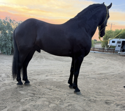 HorseID: 2315934 Onix - PhotoID: 1102216