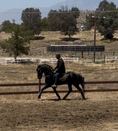 HorseID: 2315934 Onix - PhotoID: 1102217