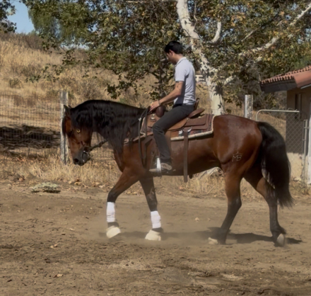 HorseID: 2315935 Charley - PhotoID: 1102219