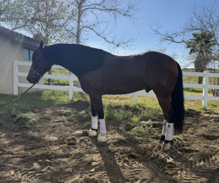 HorseID: 2315935 Charley - PhotoID: 1102221