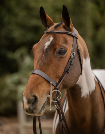 HorseID: 2315941 Cypress - PhotoID: 1102223