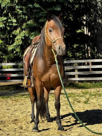 HorseID: 2315943 Patti Fe - PhotoID: 1102224