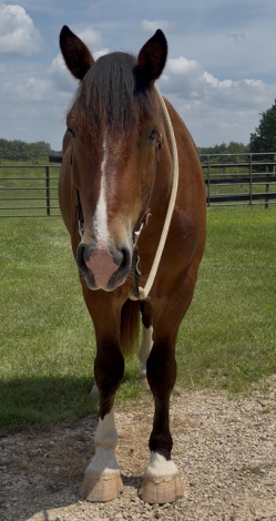 HorseID: 2315946 Major - PhotoID: 1102226