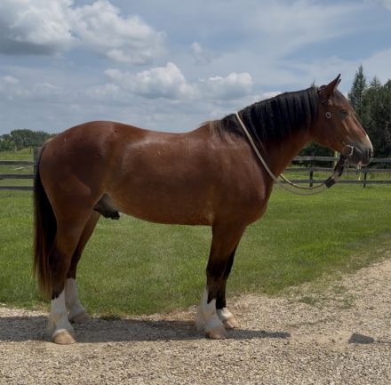 HorseID: 2315946 Major - PhotoID: 1102227