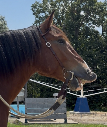 HorseID: 2315946 Major - PhotoID: 1102228