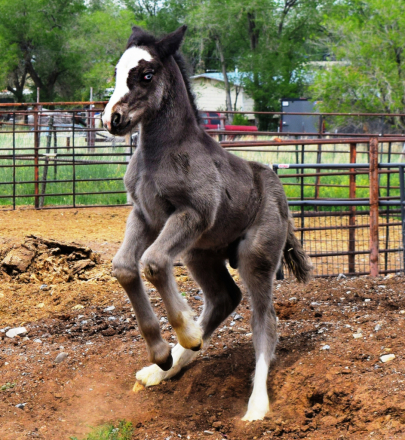 HorseID: 2315948 FKGH Django - PhotoID: 1102229