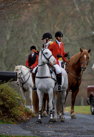 HorseID: 2315950 Talkin Sexy - PhotoID: 1102559