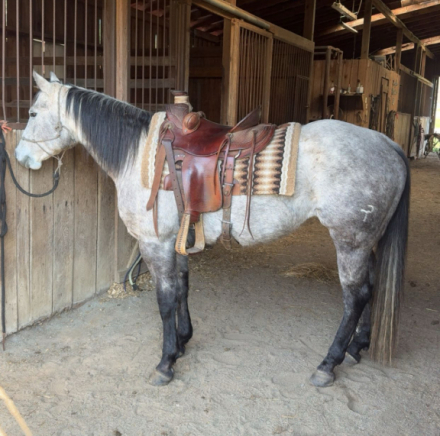 HorseID: 2315954 Mecody Sweet Song - PhotoID: 1102240