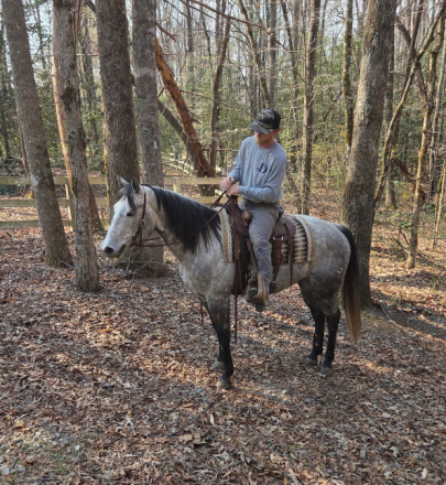 HorseID: 2315954 Mecody Sweet Song - PhotoID: 1102241