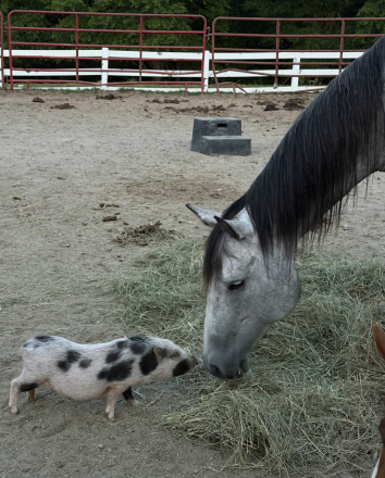 HorseID: 2315954 Mecody Sweet Song - PhotoID: 1102242