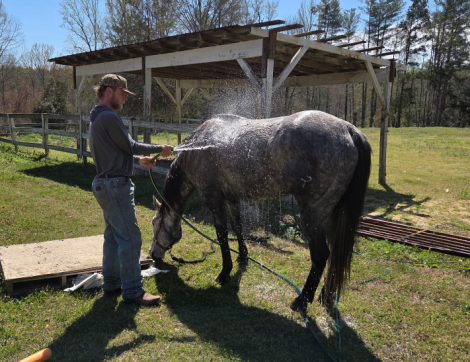 HorseID: 2315954 Mecody Sweet Song - PhotoID: 1102243