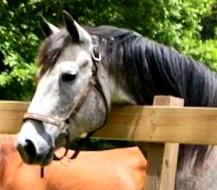 HorseID: 2315954 Mecody Sweet Song - PhotoID: 1102244