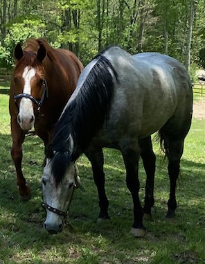 HorseID: 2315954 Mecody Sweet Song - PhotoID: 1102245
