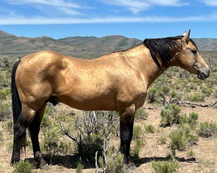 HorseID: 2315959 MAKIN MONEY FLOW - PhotoID: 1102266