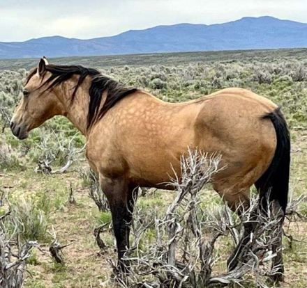 HorseID: 2315959 MAKIN MONEY FLOW - PhotoID: 1102267