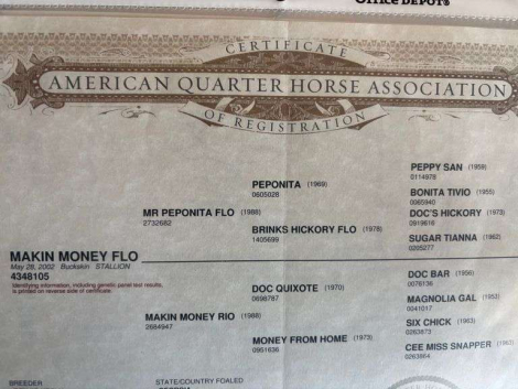 HorseID: 2315959 MAKIN MONEY FLOW - PhotoID: 1102268