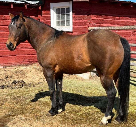 HorseID: 2315960 MC ELITE DRY JAMES - PhotoID: 1102270