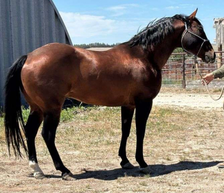 HorseID: 2315960 MC ELITE DRY JAMES - PhotoID: 1102271